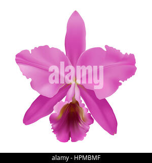 Orchidea. Illustrazione Digitale di orchidee tropicali Cattleya warneri, con petali di rosa e il labbro, su sfondo bianco. Foto Stock