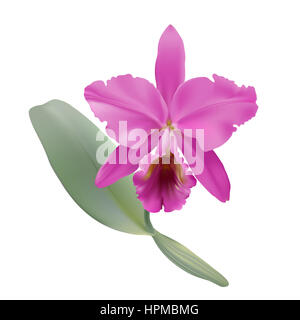 Orchidea. Illustrazione Digitale di orchidee tropicali Cattleya warneri, con petali di rosa e il labbro, su sfondo bianco. Foto Stock