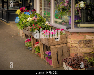 Biancheria da letto di fioritura delle piante per la vendita al di fuori del negozio in Easingwold, nello Yorkshire, Regno Unito. Foto Stock