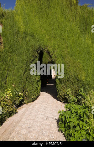 Albero di cedro hedge con ingresso ad arco nel giardino ornamentale a Alhambra Palace motivi, Granada, Spagna, Europa. Foto Stock