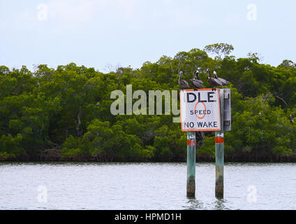 Fort Myers Beach, Stati Uniti d'America - 11 Maggio 2015: un gruppo di pellicani marroni seduta e appoggiata su di un limite di velocità-segno nelle acque di Estero Bay. Foto Stock