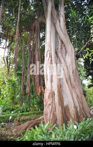 Un banyan, anche ortografato 'banian' è una figura che inizia la sua vita come un epifite. Jardin Botanico in Puerto de la Cruz Tenerife. Foto Stock