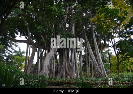 Un banyan, anche ortografato 'banian' è una figura che inizia la sua vita come un epifite. Jardin Botanico in Puerto de la Cruz Tenerife. Foto Stock