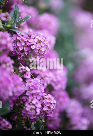 Rametto di inglese giardino con viola phlox fiori Foto Stock