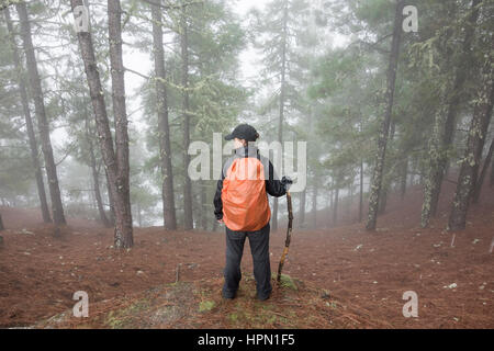 Femmina matura escursionista in misty pineta in montagna su Gran Canaria Isole Canarie Spagna. Foto Stock