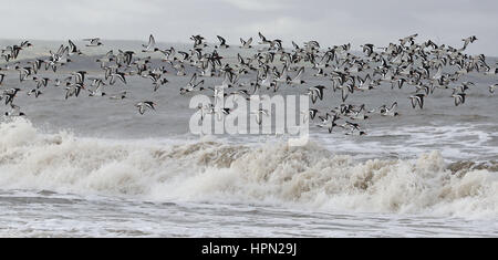 Oystercatcher uccelli di mare volare oltre il mare agitato a Alonby in Cumbria West coast dopo la tempesta Doris ha raggiunto quasi 90mph sul suo modo di pastella Gran Bretagna. Foto Stock