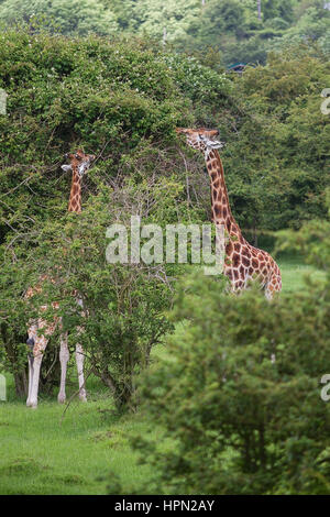 Foto di una coppia di Rothschild Giraffe al pascolo Foto Stock