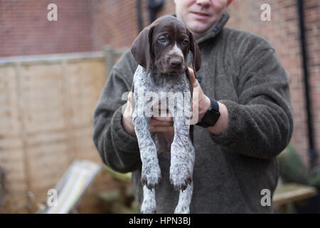 SURREY, Regno Unito. Jim Hannon, 41, di Roburretreat Canili (basato a Farnham, Surrey) detiene una cinque settimane vecchio tedesco pelo corto cucciolo di puntatore. Foto Stock