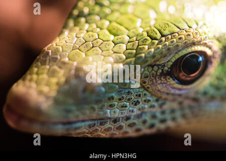 Emerald tree monitor (Varanus prasinus) di testa. Monitor arboree lizard in famiglia Varanidae, aka albero verde monitor, dalla Nuova Guinea Foto Stock