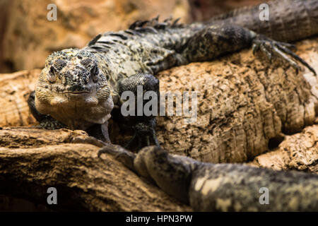 Spinosa Utila-tailed iguana (Ctenosaura bakeri) maschio. In modo critico le specie in via di estinzione di spinytail iguana (Famiglia Iguanidae) endemico isola di Utila Foto Stock