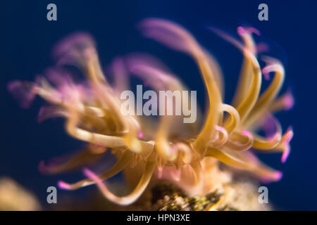 Snakelocks anemone (Anemonia viridis) tentacoli ondeggianti. Anemone marittimo in famiglia Actiniidae muovendo in corrente. I tentacoli sono velenosi Foto Stock