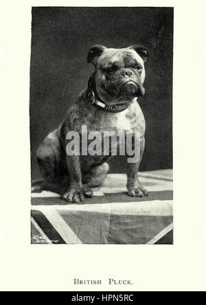 Edwardian foto di un Bulldog inglesi, 1913 Foto Stock