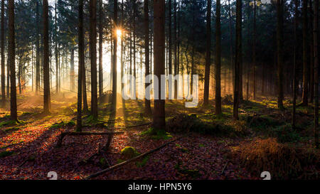 Atmosfera mattutina in una foresta tra Friedeburg e Wittmund Foto Stock