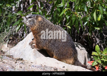 Marmotta di ventre giallo iat burrow con foglie strette pioppi neri americani tree Foto Stock