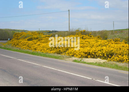 Gorse, Ulex Europaeus, abbondanti fiori su boccole stradale Foto Stock