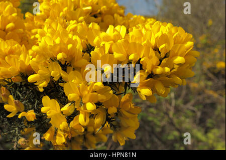 Gorse, Ulex Europaeus, abbondanti fiori Foto Stock