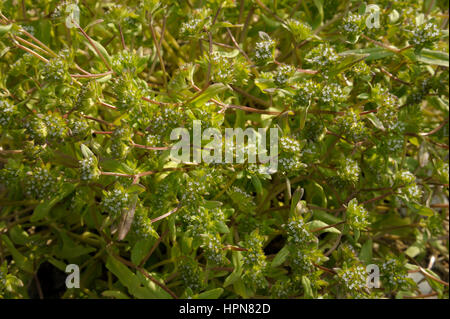 Comune, Cornsalad Valerianella locusta Foto Stock