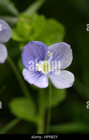 Snello Speedwell, Veronica filiformis close up di un fiore Foto Stock