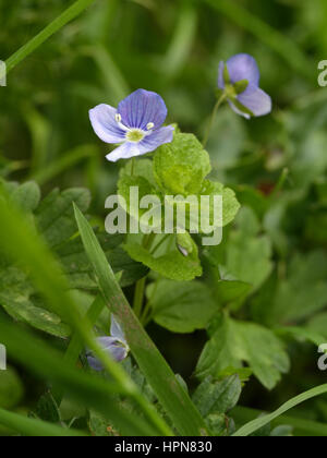 Snello Speedwell, Veronica filiformis Foto Stock