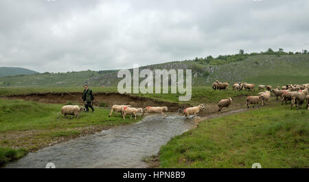 Brezovica, Serbia - Maggio 12. 2016: pecore in un casale Varcando il fiume Foto Stock