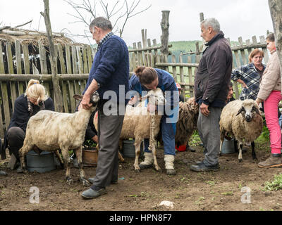 Brezovica, Serbia - 12 Maggio 2016: la mungitura di ovini in Brezovica sulla casa di montagna Foto Stock