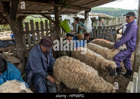 Brezovica, Serbia - 12 Maggio 2016: la mungitura di ovini in Brezovica sulla casa di montagna Foto Stock