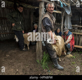 Brezovica, Serbia - 12 Maggio 2016: mungitura di ovini in agriturismo a Brezovica Foto Stock