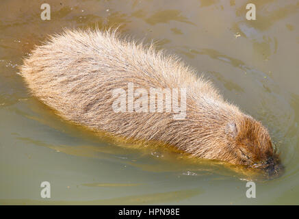 SAN DIEGO, Stati Uniti d'America - 29 Maggio 2015: Capibara prendere un bagno in lo Zoo di San Diego. Foto Stock