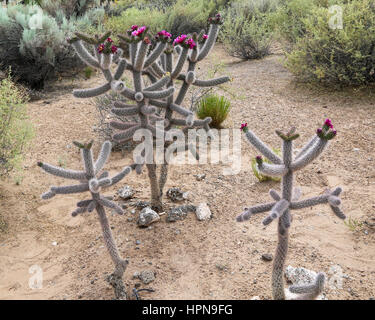 La canna da zucchero Cholla (salto) Cactus in fiore Foto Stock