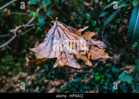 Giallo e marrone e foglie di noce sul terreno, sari ceviz agaci yapragi, foglie secche, Kurumus Yaprak Foto Stock