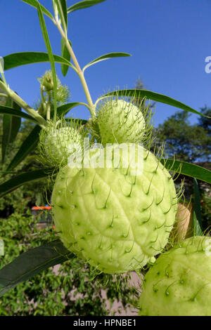 La strana e particolare seedpods gonfiato di Gomphocarpus physocarpus noto anche come impianto di palloncino, pelosa e palline di cotone a palloncino bush. Foto Stock