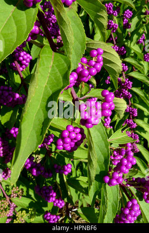 Un American Beauty berry Callicarpa americana crescente in Toronto giardini botanici in Toronto Ontario Canada Foto Stock