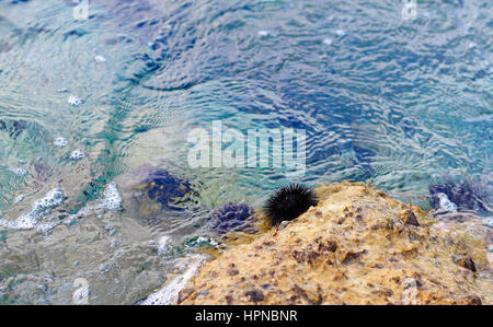 Ricci di mare su pietra in acqua blu Foto Stock