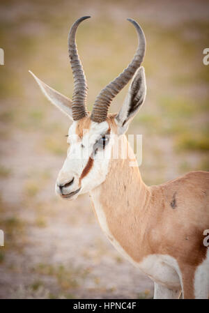 Big Kalahari springbuck (Antidorcas marsupialis) Scansione del suo territorio per i maschi di un intruso. Foto Stock