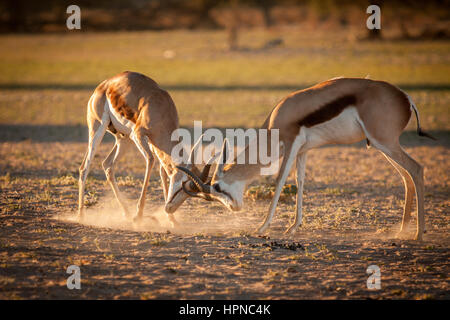 Due adulti Springbuck rams (Antidorcas marsupialis) che lottano per il territorio. Foto Stock