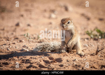 Adorable baby Cape Scoiattolo di terra ( Xerus inauris) appena al di fuori della sua tana. Foto Stock