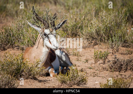 Un Springbuck territoriale ram (Antidorcas marsupialis) con rami sulla sua testa dopo il profumo segnando il suo territorio. Foto Stock