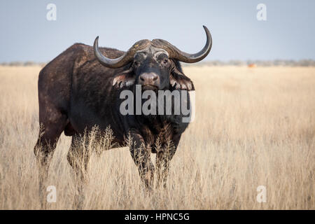 Un grande vecchio Bufali Dagga Bull ( Syncerus caffer) su un open pianoro erboso Foto Stock