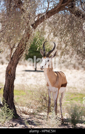 Un Springbuck territoriale ram (Antidorcas marsupialis) riposo sotto un albero. Foto Stock