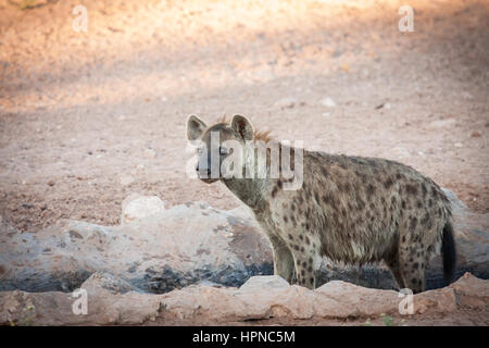 Adulto Spotted Hyena (Crocuta crocuta) prendere un bagno in un fiume. Foto Stock