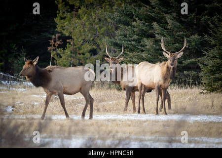 Torello elk (Cervus canadensis) verificando un vicino a femmina in Bannf National Park. Foto Stock