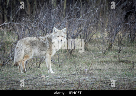 Adulto coyote ( Canis latrans) in cerca di prede su un prato erboso Foto Stock