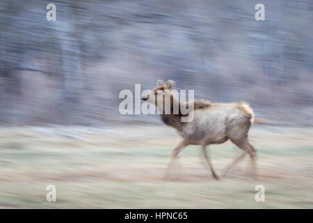 Un giovane femmina elk ( Cervus canadensis) che corre attraverso il prato Foto Stock