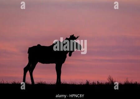 Un giovane bull moose (Alces alces) alla rottura dell'alba stagliano contro un bellissimo cielo Foto Stock