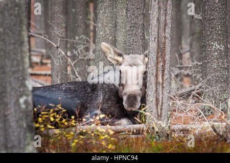 Una femmina matura alci (Alces alces) di appoggio al suolo della foresta. Foto Stock