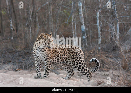Giovane maschio leopard ( Panthera Pardus) Guardando sopra la sua spalla. Foto Stock
