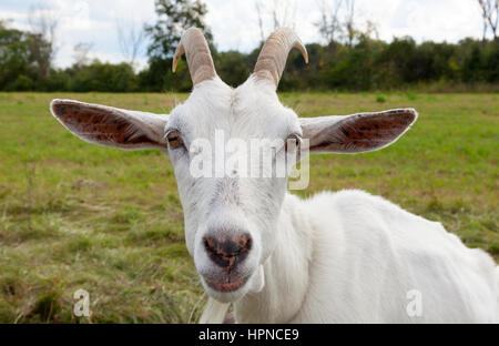 Close up di un corno di capra Saanen (Capra hircus) che proviene dall'area di Saanen della Svizzera. Foto Stock