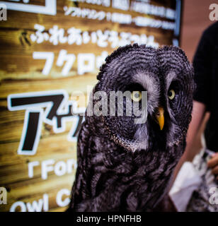 Un gufo in attesa nella parte anteriore di un'Owl Cafe in Giappone. Foto Stock
