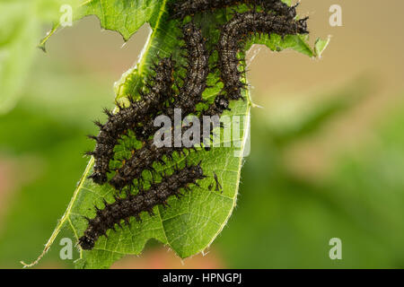 Landkärtchen, Raupe, Raupen frisst gesellig un Brennnessel-Blatt, Raupen-Ansammlung, Landkärtchenfalter, Landkärtchen-Falter, Araschnia levana, mappa bu Foto Stock