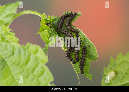 Landkärtchen, Raupe, Raupen frisst gesellig un Brennnessel-Blatt, Raupen-Ansammlung, Landkärtchenfalter, Landkärtchen-Falter, Araschnia levana, mappa bu Foto Stock